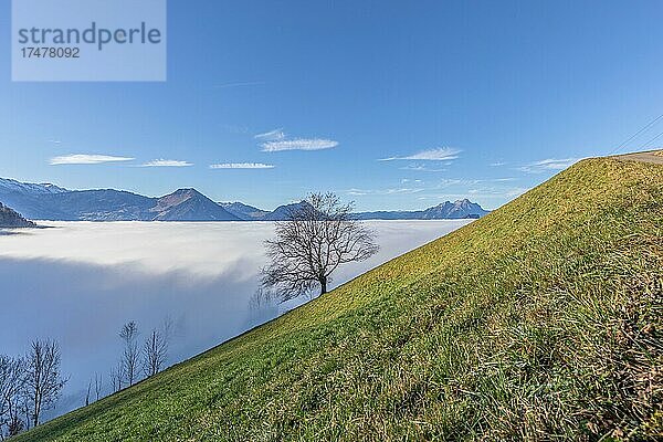 Nebelmeer über der Region Vitznau  Luzern  Schweiz  Europa