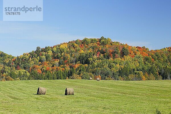 Herbstlandschaft in der Red River Region  Provinz Quebec  Kanada  Nordamerika