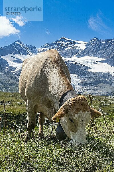 Kuh auf dem Bernina Gebirge  St. Moritz  Engadin  Schweiz  Europa