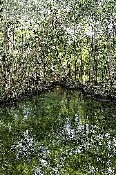 Mangroven im Unesco-Biosphärenreservat Rio Celestun  Yucatan  Mexiko  Mittelamerika