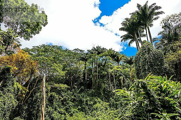 Primärwald im Morne-Seychellois-Nationalpark an der Panoramastraße Sans Soucis Road  Mahè  Seychellen  Mahe  Seychellen  Afrika