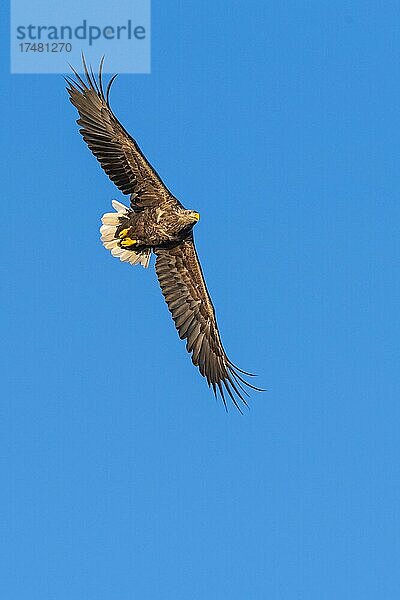 Seeadler  Lauvsnes  Nord-Trondelag  Norwegen  Europa