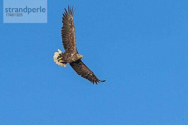 Seeadler (Haliaeetus albicilla)  Greifvogel  Lauvsnes  Nord-Trondelag  Norwegen  Europa