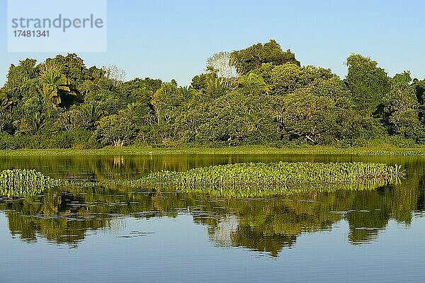 Dschungel spiegelt sich im Wasser des Lago San Fernando  Serere Eco Reserve  bei Rurrenabaque  Distrikt Beni  Bolivien  Südamerika