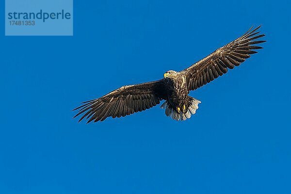 Seeadler (Haliaeetus albicilla)  Greifvogel  im Flug  Beutestoß  Lauvsnes  Nord-Trondelag  Norwegen  Europa