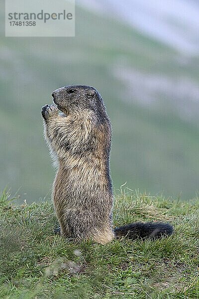 Murmeltier (Marmota marmota)  aufrecht  fressend  Nationalpark Hohe Tauern  Kärnten  Österreich  Europa