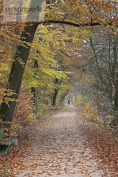 Herbstbäume am Ufer der Regnitz Bamberg  Oberfranken  Bayern  Deutschland  Europa