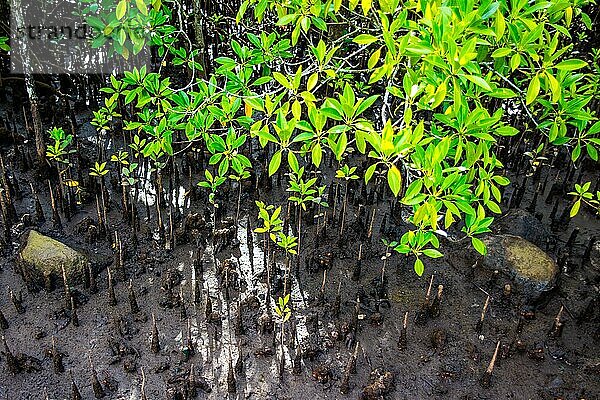 Mangroven im Barbarons Coastal Wetland  Mahè  Seychellen  Mahe  Seychellen  Afrika