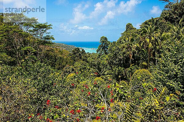 Dschungel  Jardin du Roi  Seychelles  Victoria  Mahe  Seychelles