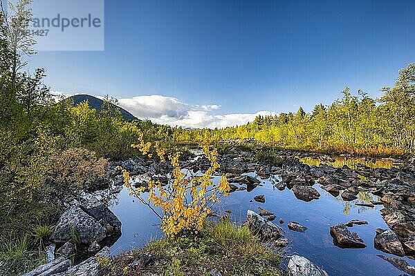 Herbstlandschaft im Flussdelta des Visttasjohka  Nikkaluokta  Lappland  Schweden  Europa