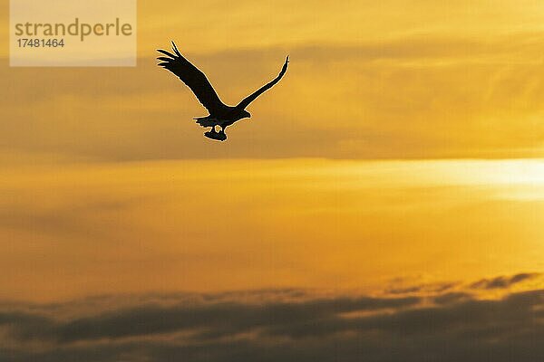 Seeadler (Haliaeetus albicilla)  Greifvogel  im Flug  Beutestoß  Silhouette  Sonnenuntergang  Abendrot  Lauvsnes  Nord-Trondelag  Norwegen  Europa