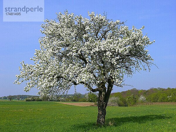 Birnbaumblüte  Birnen (Pyrus communis)