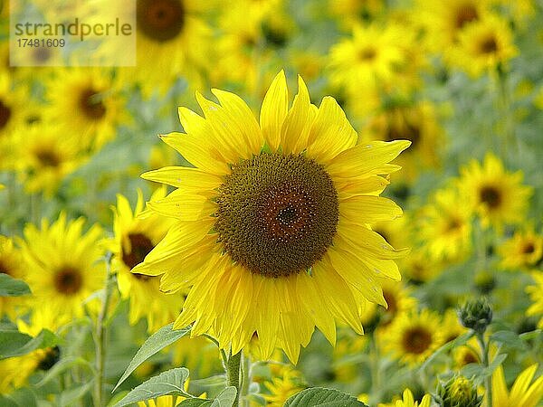 Sonnenblumenfeld  Sonnenblume (Helianthus annuus)  Sonnenblume