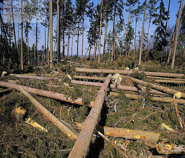 Windbruch nach Orkan im Wald bei Scheyern 1990