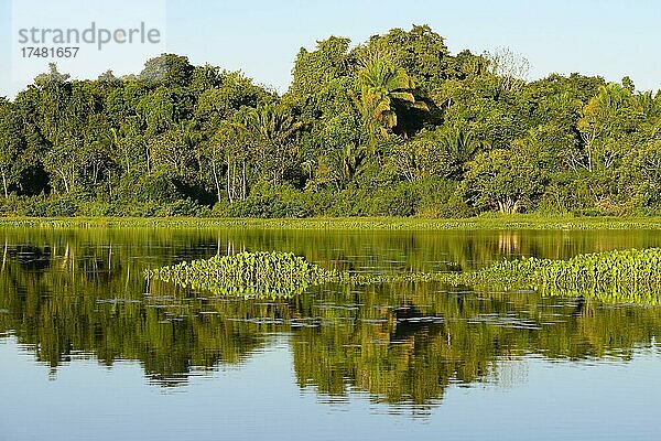 Dschungel spiegelt sich im Wasser des Lago San Fernando  Serere Eco Reserve  bei Rurrenabaque  Distrikt Beni  Bolivien  Südamerika