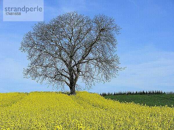 Kahler Nußbaum  Echte Walnuss (Juglans regia) Felderlandschaft im Kraichgau  Rapsfeld  Raps (Brassica napus ssp. oleifera) BW.D