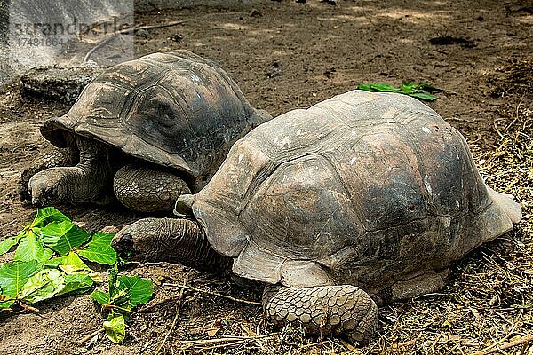 Aldabra-Riesenschildkröte (Geochelone gigantea)  Aldabra Giant Tortoise  L'Union Estate  Granitinsel  La Digue  Seychellen  La Digue  Seychellen  Afrika