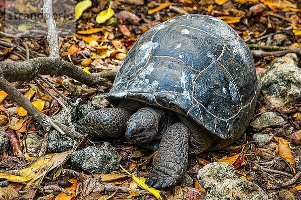 Aldabra-Riesenschildkröte (Geochelone gigantea)  Aldabra Giant Tortoise  Granitinsel Curieuse  Seychellen  Courieuse  Seychellen  Afrika