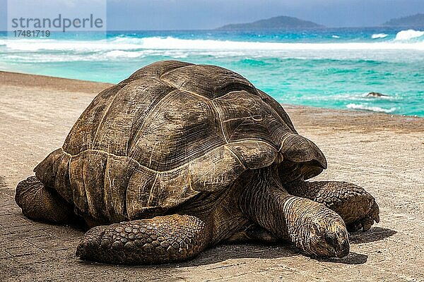 Aldabra-Riesenschildkröte (Geochelone gigantea)  Aldabra Giant Tortoise  Granitinsel  La Digue  Seychellen  La Digue  Seychellen  Afrika