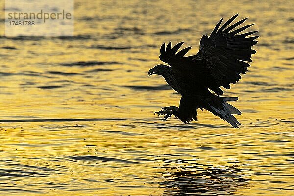 Seeadler (Haliaeetus albicilla)  Greifvogel  im Flug  Beutestoß  Silhouette  Sonnenuntergang  Abendrot  Lauvsnes  Nord-Trondelag  Norwegen  Europa