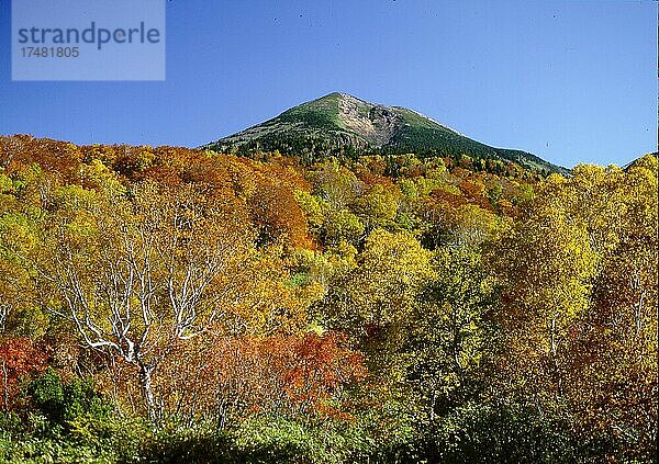 Herbstwald und Berg Hakoda  Akita  Japan  Asien