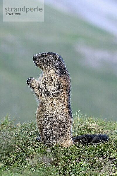Murmeltier (Marmota marmota)  aufrecht  aufmerksam  Nationalpark Hohe Tauern  Kärnten  Österreich  Europa