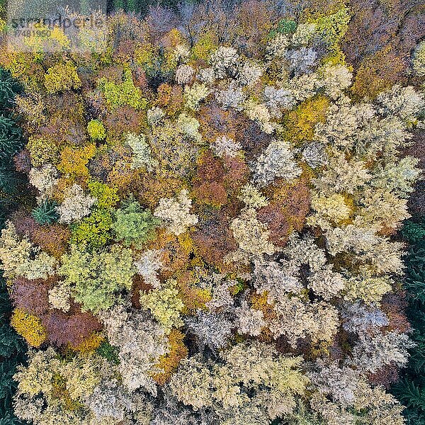 Herbstlich gefärbter Mischwald  Luftbild  Melle  Niedersachsen  Deutschland  Europa