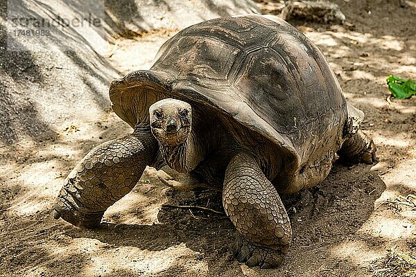 Aldabra-Riesenschildkröte (Geochelone gigantea)  Aldabra Giant Tortoise  L'Union Estate  Granitinsel  La Digue  Seychellen  La Digue  Seychellen  Afrika