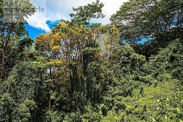 Primärwald im Morne-Seychellois-Nationalpark an der Panoramastraße Sans Soucis Road  Mahè  Seychellen  Mahe  Seychellen  Afrika