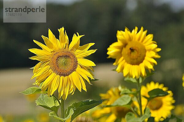 Sonnenblume (Helianthus annuus) Sonnenblumenfeld