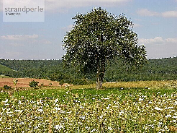 Birnbaum Breitwegerich  Heilpflanze