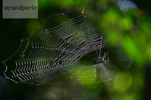 Spinnennetz mit Spinne im Gegenlicht  Serere Eco Reserve  bei Rurrenabaque  Distrikt Beni  Bolivien  Südamerika