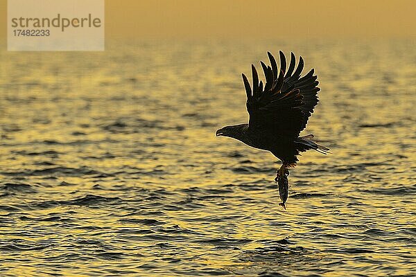 Seeadler (Haliaeetus albicilla)  Greifvogel  im Flug  Beutestoß  Silhouette  Sonnenuntergang  Abendrot  Lauvsnes  Nord-Trondelag  Norwegen  Europa