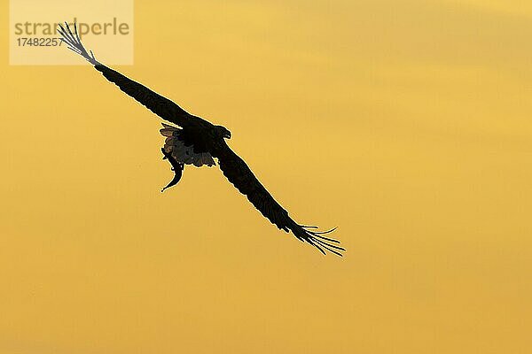 Seeadler (Haliaeetus albicilla)  Greifvogel  im Flug  Beutestoß  Silhouette  Sonnenuntergang  Abendrot  Lauvsnes  Nord-Trondelag  Norwegen  Europa