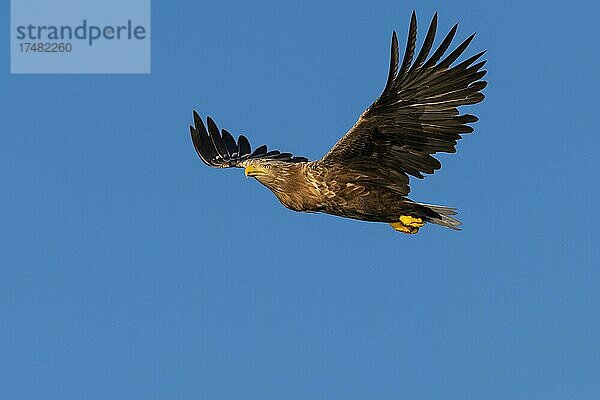 Seeadler (Haliaeetus albicilla)  Greifvogel  Lauvsnes  Nord-Trondelag  Norwegen  Europa