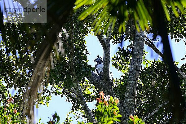 Harpyie (Harpia harpyja) sitzt mit erbeutetem Südopossum (Didelphis marsupialis) im Baum  Serere Eco Reserve  bei Rurrenabaque  Distrikt Beni  Bolivien  Südamerika