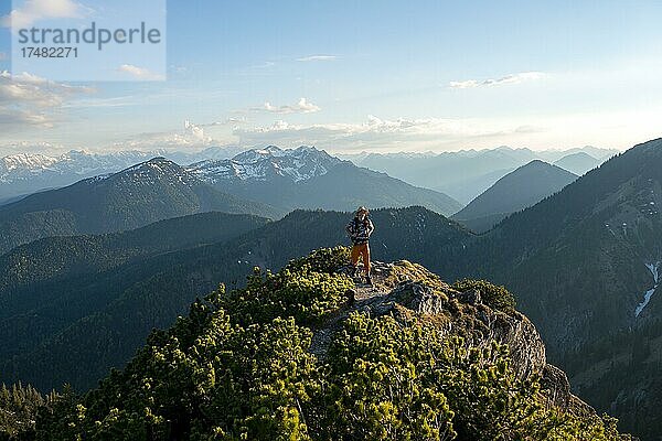 Wanderer auf Wanderweg mit Latschenkiefern  Abendsonne  hinten Gebirge Soierngruppe  Gratwanderung Herzogstand Heimgarten  Oberbayern  Bayern  Deutschland  Europa