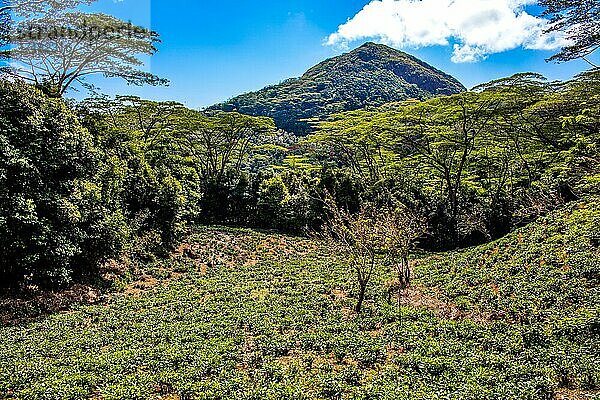 Teeplantage an der Panoramastraße Sans Soucis Road  Mahè  Seychellen  Mahe  Seychellen  Afrika