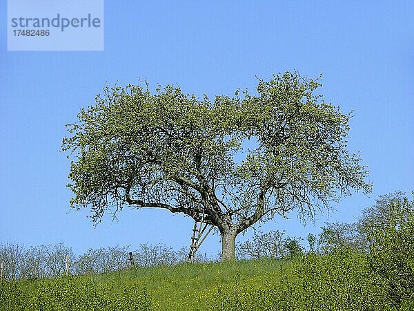 Apfelbaum mit alter Holzleiter im Frühling