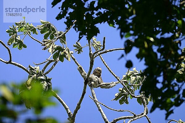 Braunkehl-Faultier (Bradypus variegatus) im Geäst eines Urwaldbaumes  Serere Eco Reserve  bei Rurrenabaque  Distrikt Beni  Bolivien  Südamerika