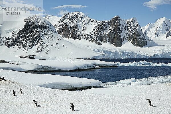 Eselspinguine (Pygoscelis papua) laufen im Schnee  dahinter vergletscherte Berggipfel der Kiev Halbinsel  Petermann Insel  Antarktis  Antarktika