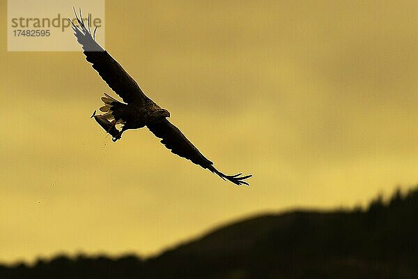 Seeadler (Haliaeetus albicilla)  Greifvogel  im Flug  mit Beute  Silhouette  Sonnenuntergang  Abendrot  Lauvsnes  Nord-Trondelag  Norwegen  Europa