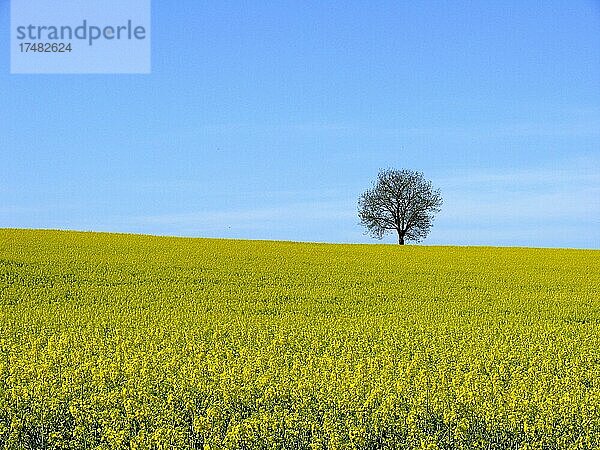 Kahler Nußbaum  Echte Walnuss (Juglans regia) Felderlandschaft im Kraichgau  Rapsfeld  Raps (Brassica napus ssp. oleifera) BW.D