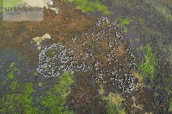 Luftbild einer Schafherde im Neustädter Moor  Wagenfeld  Niedersachsen  Deutschland  Europa