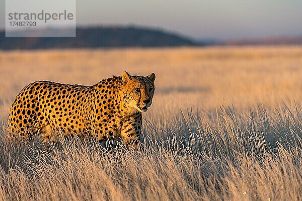 Gepard (Acinonyx jubatus)  captive  geht durch das gefrorene Gras im ersten Sonnenlicht  Tiger Canyon private GR  Südafrika