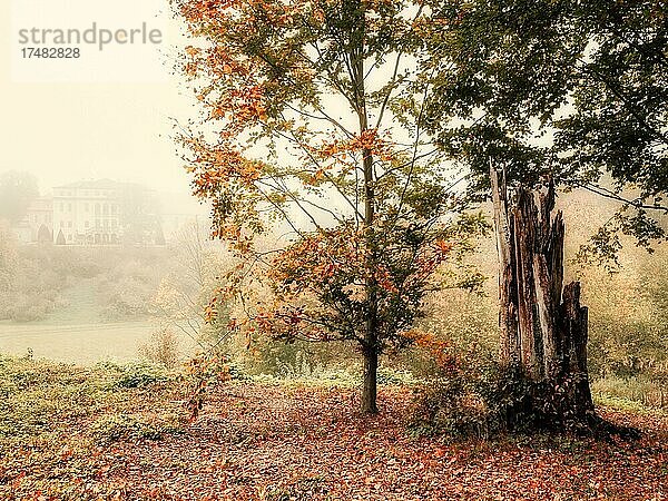 Herbstwald mit Nebel  im Hintergrund Schloss Ettersburg bei Weimar