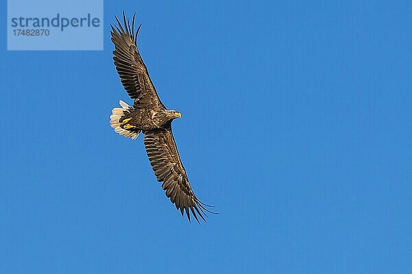 Seeadler (Haliaeetus albicilla)  Greifvogel  im Flug  Beutestoß  Lauvsnes  Nord-Trondelag  Norwegen  Europa