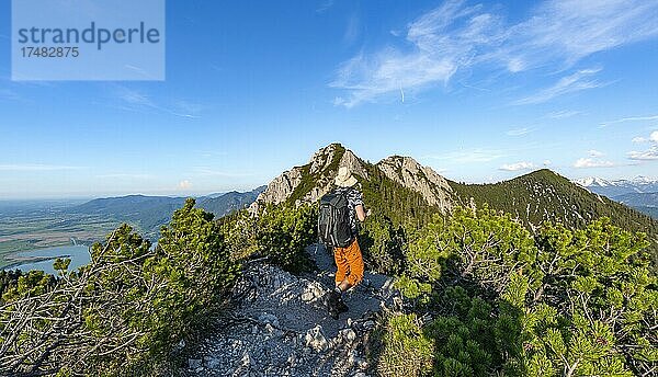 Wanderer auf einem Wanderweg zwischen Latschenkiefern  Gratwanderung Herzogstand Heimgarten  hinten Herzogstand und Kochelsee  Oberbayern  Bayern  Deutschland  Europa