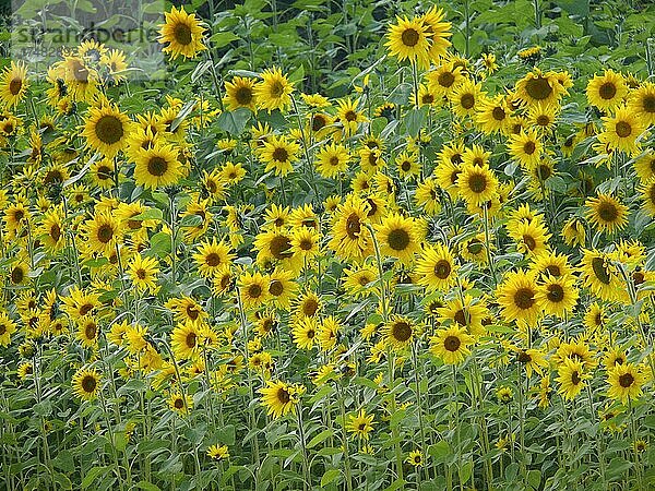 Sonnenblumenfeld  Sonnenblume (Helianthus annuus)