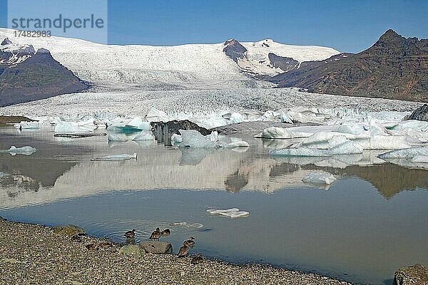 Eisberge und Eis spiegeln sich in einem See  Enten  Gletscher  Berge  Fjällsarlon  Vatnajökull  Südisland  Island  Europa